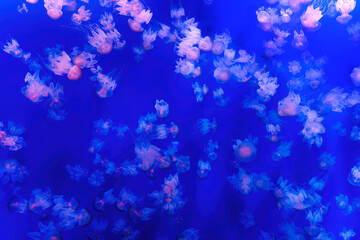 Jellyfish Underwater Dance Abstract Background