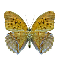 Damora sagana, forwwing of beautiful butterfly in natural color isolated on white background