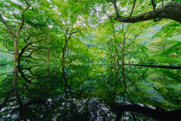 夏の京都の美しい庭園