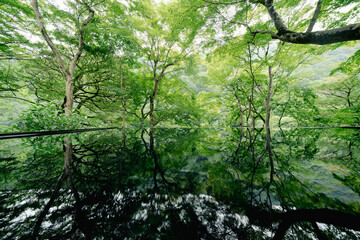 夏の京都の美しい庭園