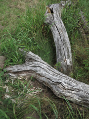 Tree trunk - Baltic Sea island of Vilm - Federal Office for Nature Conservation - Bay south of the much larger island of Rügen - Germany