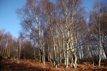 Ben Bhraggie woods - Golspie - Sutherland - Scotland - UK