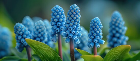 Closeup of Blue Muscari Flowers in Bloom