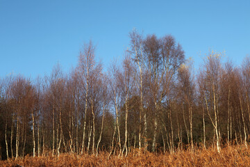 Ben Bhraggie woods - Golspie - Sutherland - Scotland - UK