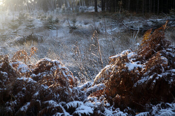 Ben Bhraggie forest walk - winter view - Golspie - Sutherland - Scotland - UK
