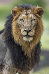 Fototapeta premium Lion Captured at Gir National park