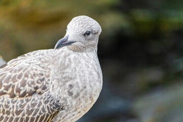Sea bird with a black beak