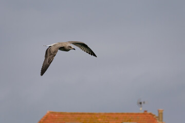 A seagull flies in the sky