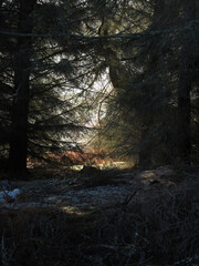Ben Bhraggie woods - Golspie - Sutherland - Scotland - UK