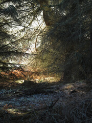 Ben Bhraggie woods - Golspie - Sutherland - Scotland - UK