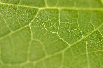 Leaf - Tilt shift - vessels texture
