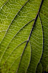 Leaf vessels viewed by backlighting - Tilt shift