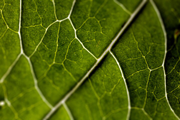 Leaf vessels viewed by backlighting - Tilt shift