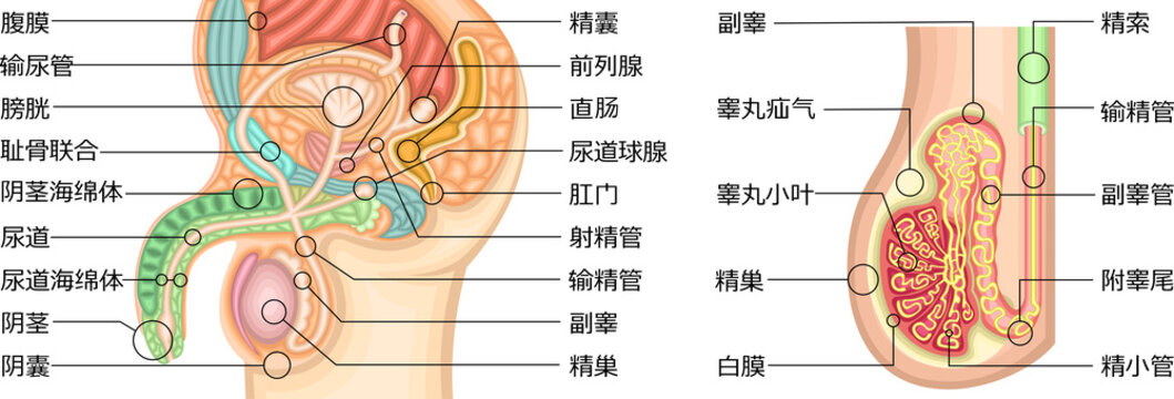 男性生殖器　イラスト　中国語