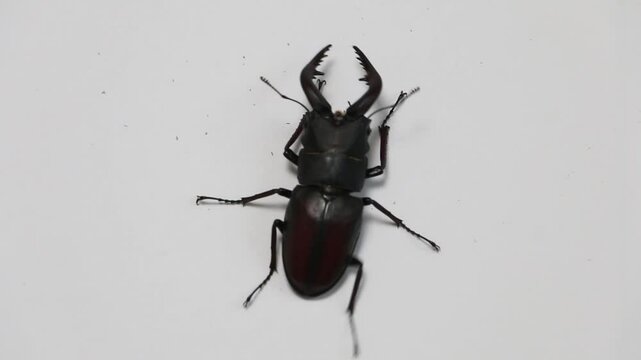 ノコギリクワガタ