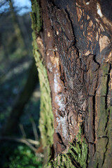 Obraz premium Tree trunk - Woodland along the River Don - Aberdeen - Scotland - UK