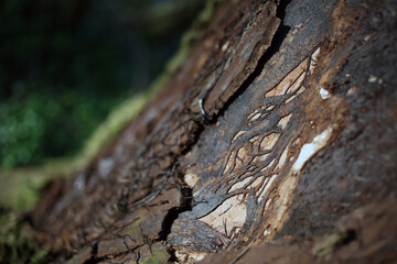 Tree trunk - Woodland along the River Don - Aberdeen - Scotland - UK