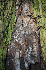Tree trunk - Woodland along the River Don - Aberdeen - Scotland - UK