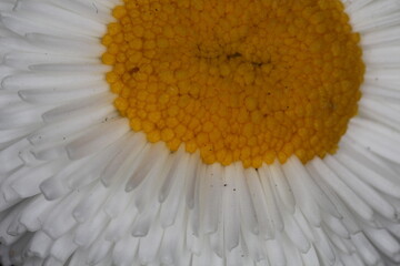 White English daisy - Bellis perennis - Rominette White - Asteracea © Collpicto
