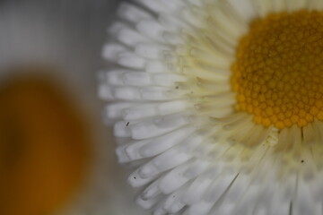 White English daisy - Bellis perennis - Rominette White - Asteracea © Collpicto