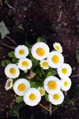 White English daisy - Bellis perennis - Rominette White - Asteracea © Collpicto