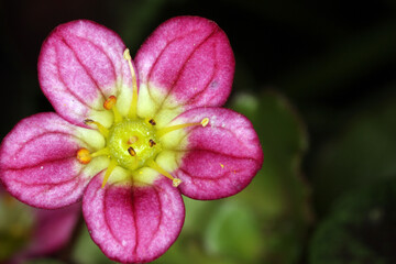 Saxifraga flower