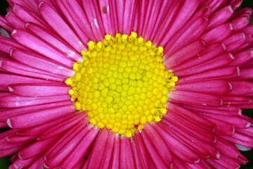 Pink English daisy - Bellis perennis - Rominette White - Asteracea © Collpicto