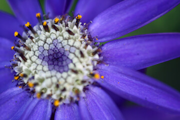 Cineraria flower - Senecio cruentus - Blue inflorescence