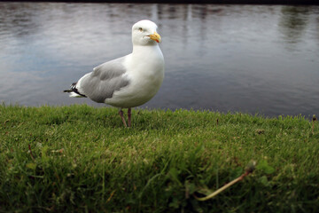 Seagull on the bank of River Ness - Bank street - Inverness city - Highlands - Scotland - UK