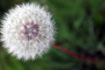 Taraxacum officinale - common dandelion - round balls of silver tufted fruits - blowballs - clocks