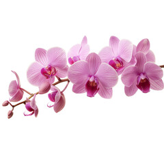 Obraz premium Pink orchid on transparent background. 