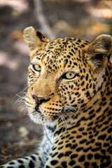 leopard, Panthera pardus has pale yellowish to dark golden fur with dark spots grouped in rosettes and is found throughout Africa