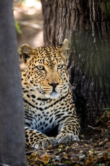 leopard, Panthera pardus has pale yellowish to dark golden fur with dark spots grouped in rosettes and is found throughout Africa