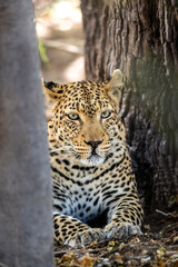 leopard, Panthera pardus has pale yellowish to dark golden fur with dark spots grouped in rosettes and is found throughout Africa