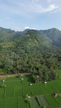 The mountain landscape on the background of palm trees and corn field, Agung volcano Indonesia