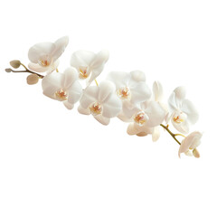 white orchid on transparent background. 