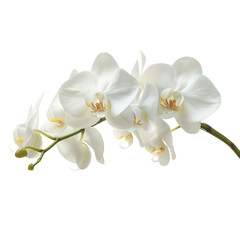 white orchid on transparent background. 