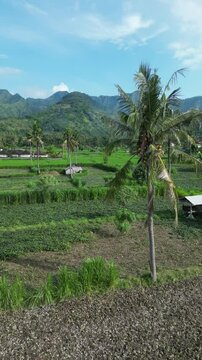 The mountain landscape on the background of palm trees and corn field, Agung volcano Indonesia