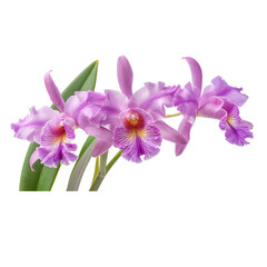 Obraz premium puple Cattleya Orchid on transparent background. 