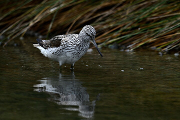 Grünschenkel // Common greenshank (Tringa nebularia)