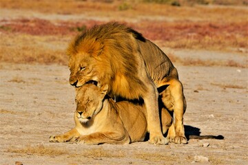 Mating lions (Panthera leo) as observed in Etosha National Park (Kunene region, northwestern...