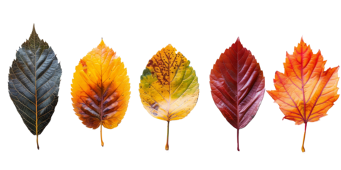 autumn leaves isolated on white