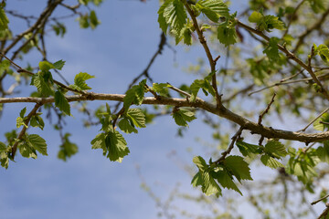 Fototapeta premium Baumhasel, Corylus colurna