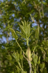 Esche, Blumen-Esche, Manna-Esche,  Fraxinus ornus