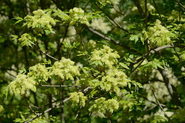 Obraz premium Esche, Blumen-Esche, Manna-Esche, Fraxinus ornus