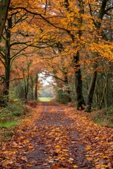 Autumnal Forest Path