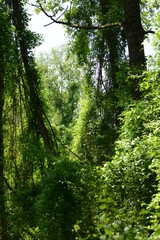 Moorbirken,  Betula pubescens,   Gemeine Waldrebe,  Clematis vitalba