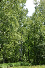 Fototapeta premium Birke, Moorbirke, Betula pubescens