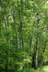 Birke,  Moorbirke,  Betula pubescens