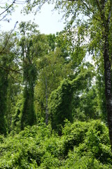 Fototapeta premium Moorbirken, Betula pubescens, Gemeine Waldrebe, Clematis vitalba